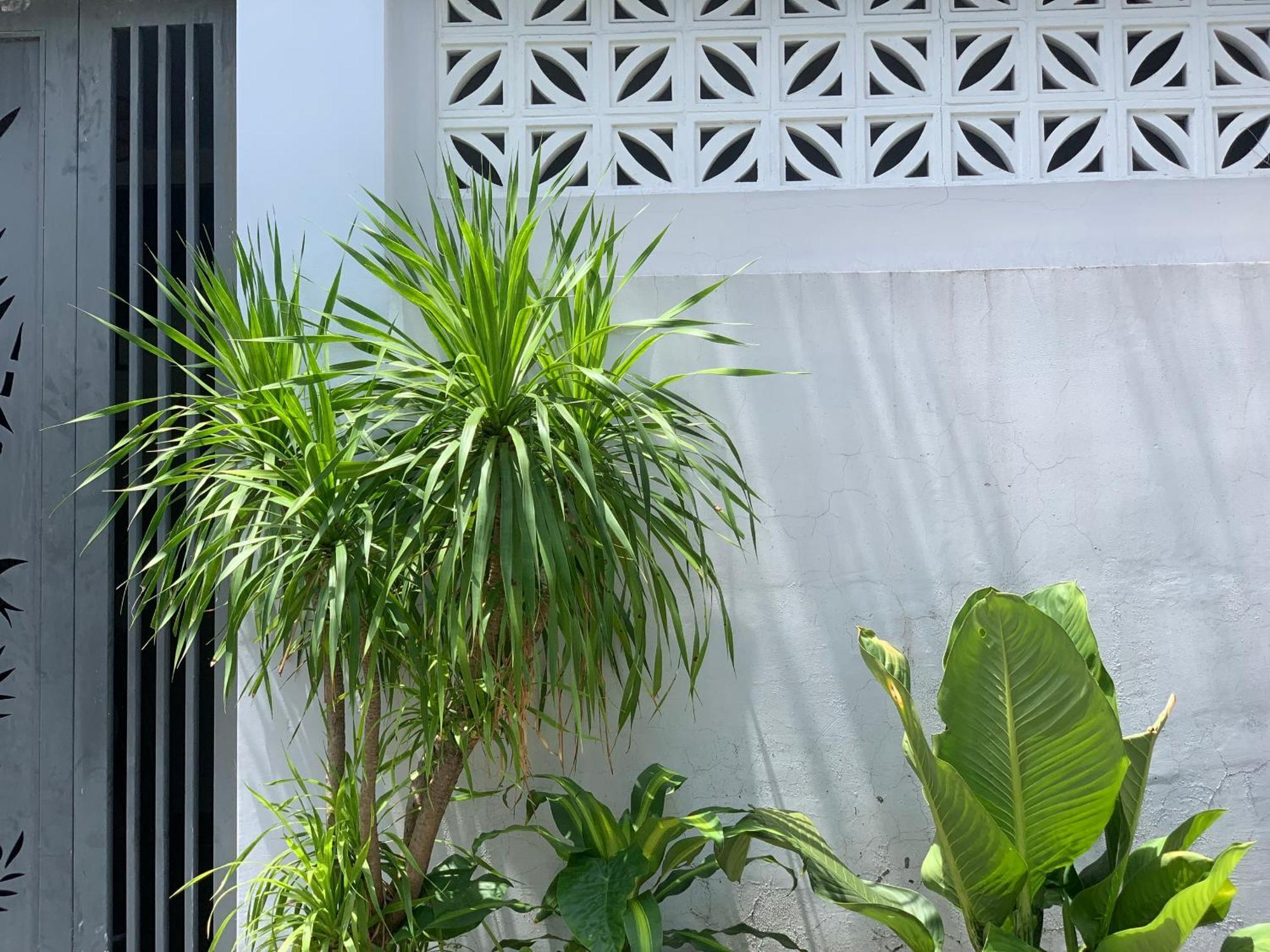 Tina House Apartment Da Nang Exterior foto